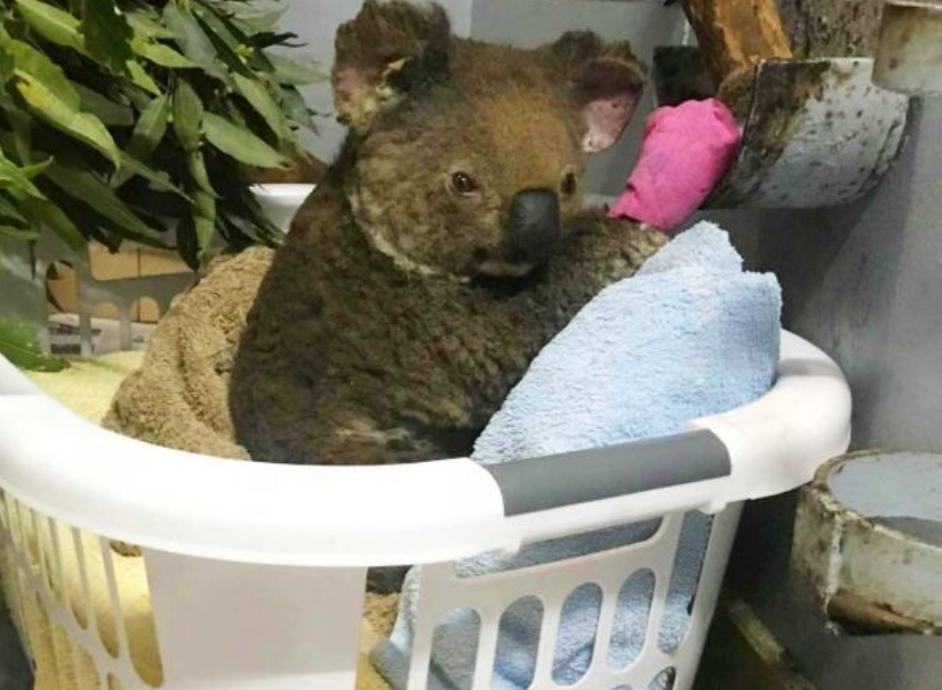 Eastern States Bushfire Donations: How You Can Help.