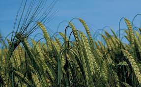 Expressions of Interest – Community Cropping